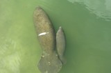 Momma Manatee and offspring by GomekFlorida, photography->animals gallery