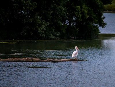 Click here to view at full resolution.