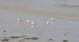 Sanderlings by Tomeast, photography->birds gallery