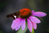 Butterfly on an Purple Coneflower by Pistos, photography->butterflies gallery