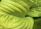 Feeling Like Green by Tiggs, photography->gardens gallery