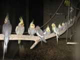 Row of parrots by Djuro, Photography->Animals gallery