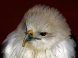 Brahminy Kite by biffobear, photography->birds gallery