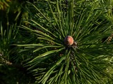 Pine Needles by kjh000, photography->macro gallery