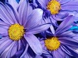 Comes another Friday! by Starglow, photography->flowers gallery