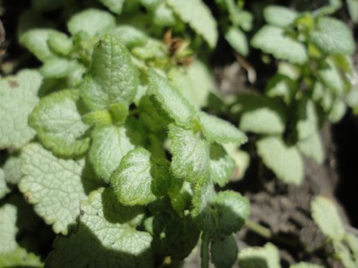 Click here to view at full resolution.