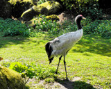 Red Crowned Crane by Ramad, Photography->Birds gallery