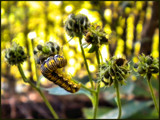 Prepare for Winter by amishy, Photography->Insects/Spiders gallery