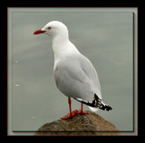 The Lonely Gull by LynEve, Photography->Birds gallery