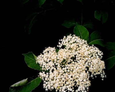 Click here to view at full resolution.