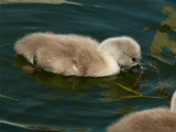 Fluffy duck by gonedigital, Photography->Birds gallery