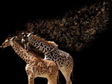 Musical Giraffe by gabriela2006, Photography->Manipulation gallery