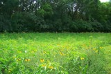 Roadside Wildflowers by kidder, Photography->Flowers gallery