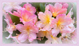 Rhododendron by LynEve, photography->flowers gallery
