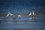 Cooling off by anfodor, Photography->Birds gallery