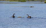 Canada Geese by Tomeast, photography->birds gallery