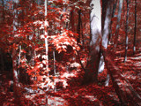 Blood Forest by jojomercury, Photography->Manipulation gallery