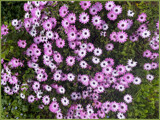 Osteospermums by LynEve, photography->flowers gallery