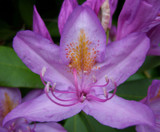 Lavender Rhododendron by moongirl, Photography->Flowers gallery