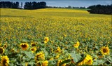 Two Hours On Monday - Field of Gold by LynEve, photography->landscape gallery