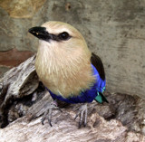 What are you looking at by mychelle, Photography->Birds gallery