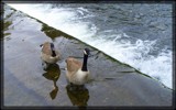 The Bakewell Geese by TheWhisperer, Photography->Birds gallery