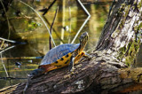 Is It Safe To Come Out Now by bfrank, photography->reptiles/amphibians gallery