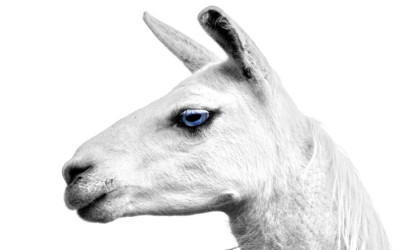 Click here to view at full resolution.