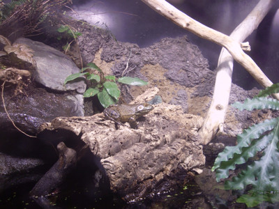 Click here to view at full resolution.