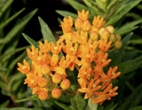 Butterfly Milkweed by trixxie17, photography->flowers gallery