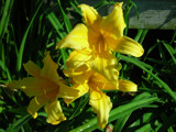 Day lilies by Krissy420, Photography->Flowers gallery