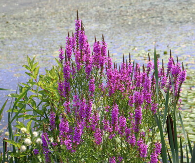 Click here to view at full resolution.