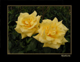 where the yellow roses grow by mysticos, Photography->Flowers gallery