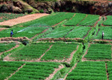  Carrot farm. by sahadk, Photography->Landscape gallery