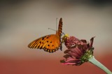 Just Hanging by bfrank, photography->butterflies gallery
