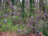 Scatterd About by bhaughton, photography->flowers gallery