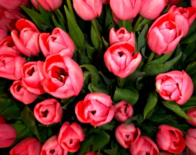 Click here to view at full resolution.