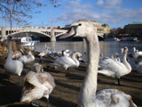 Swans in Prague by mysticos, Photography->City gallery