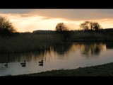 Dusk with ducks by Si, photography->birds gallery