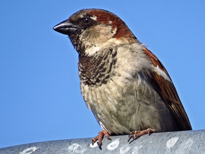 Click here to view at full resolution.