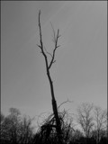 Stark by amishy, Photography->Nature gallery