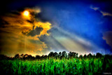 Happy Corn by Mvillian, photography->landscape gallery