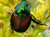 Japanese Beetle by ImmortalSun, Photography->Insects/Spiders gallery