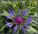Perennial Cornflower by LynEve, photography->flowers gallery