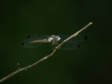 Yet Another Dragonfly Image (YADI) by regmar, photography->insects/spiders gallery