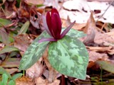 Trout Lily by bfrank, photography->flowers gallery