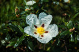 Wrinkled by ovar2008, Photography->Flowers gallery