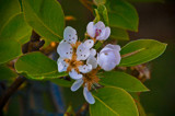 Pears... next summer... may be!. by ovar2008, Photography->Flowers gallery