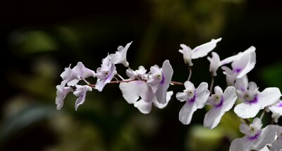 Click here to view at full resolution.