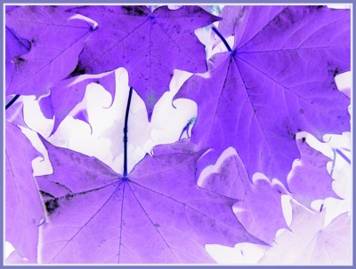 Click here to view at full resolution.